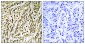 FEN1 Antibody